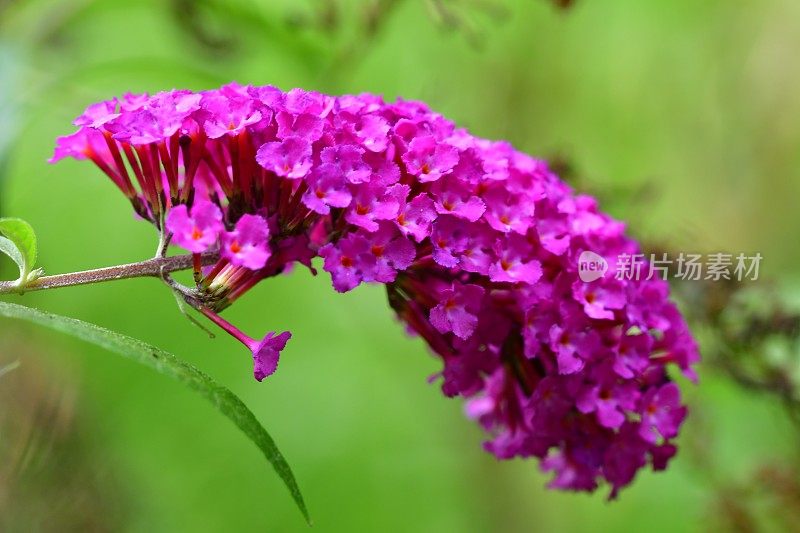 budleja / Butterfly Bush /夏季丁香